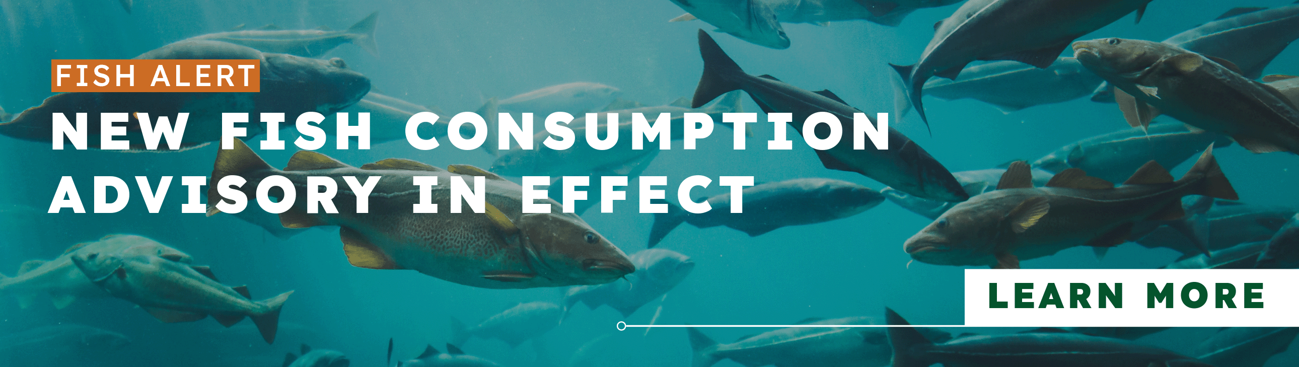 Image of fish swimming underwater with text that says: FISH ALERT NEW FISH CONSUMPTION ADVISORY IN EFFECT, click to LEARN MORE