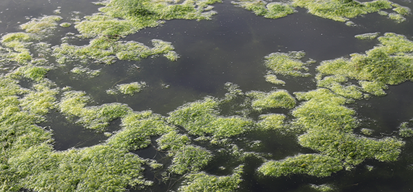 Image of a green algae bloom