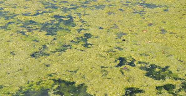 Green Algae Bloom on top of the water